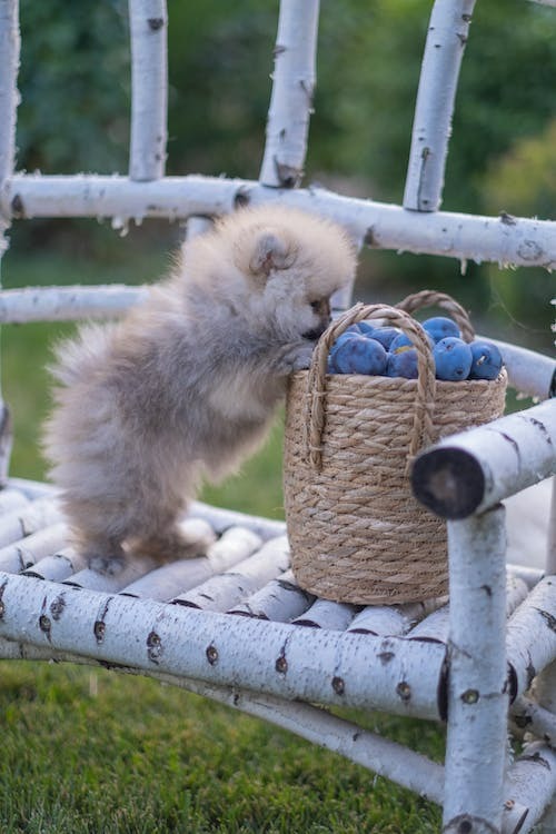 Pombeach pomeranians hot sale